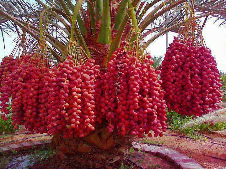 Belajar dari Pohon Kelapa dan Kurma
